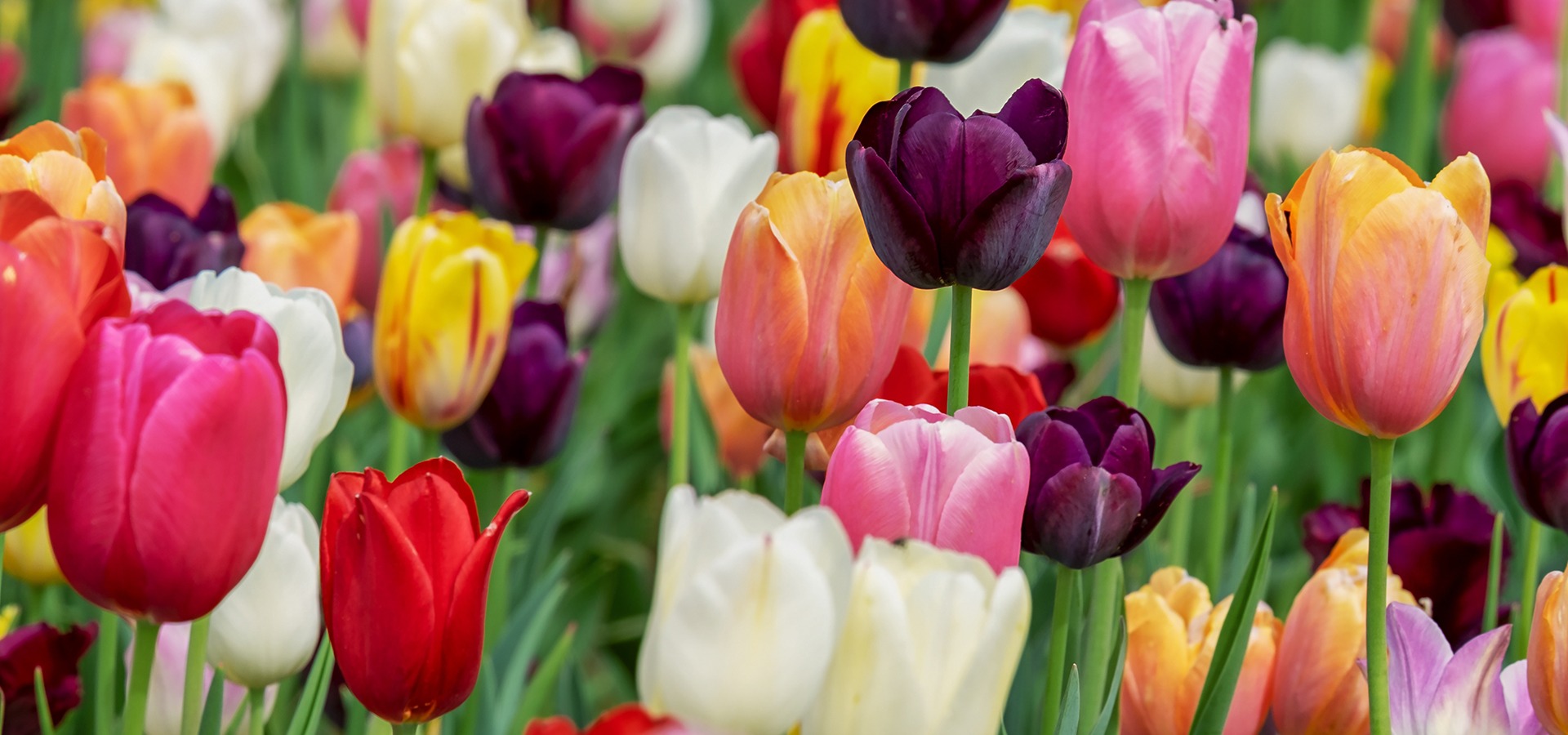 Garden calendar