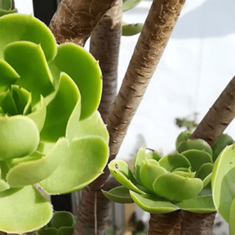 Gardening offer