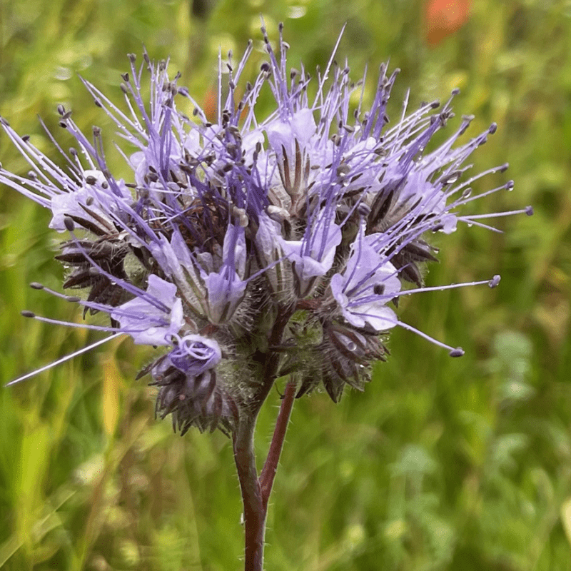 biodiversitet
